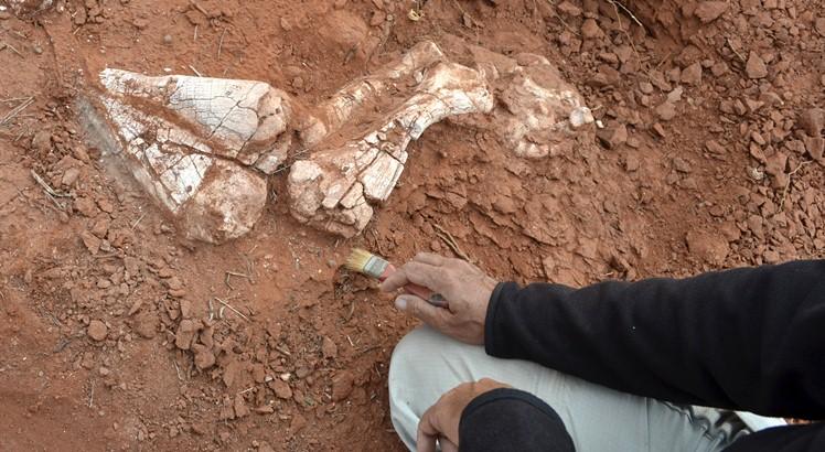 Paleontólogos argentinos trabalham nos fósseis do "Ingenia prima", encontrado na província de San Juan (AFP PHOTO / AGENCIA CTyS) 