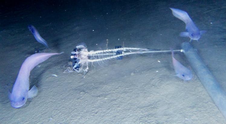 Câmeras subaquáticas captando imagens do 'novo' peixe no fundo do Atacama, Oceano Pacífico (Foto: Universidade Newcastle/ AFP)