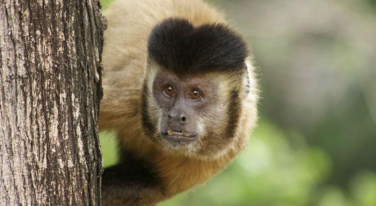 Sapajus libidinosus, popular Macaco-Prego, uma das espécies encontradas com o vírus zika (Tiago Falótico/Wikimedia Commons)