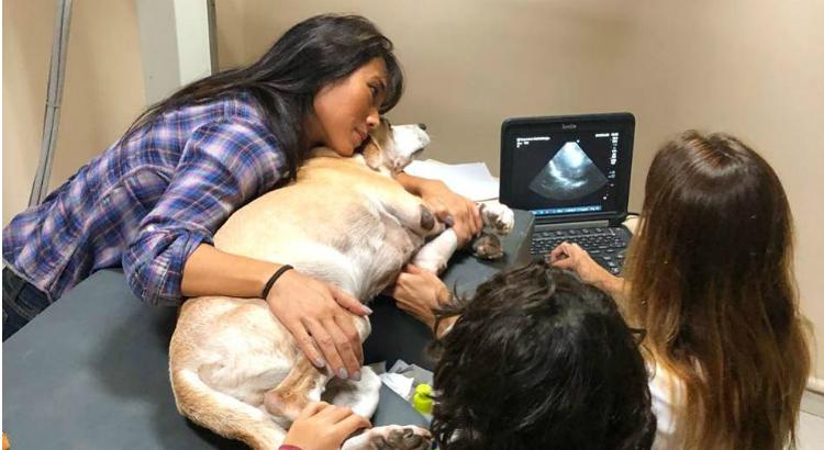 Danni Suzuki lamenta doença de cães. Foto: Reprodução/Instagram