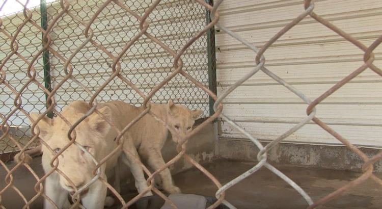 Leões enjaulados no Paquistão (Imagem: Frame de vídeo da AFP)