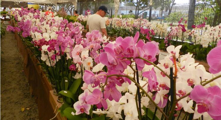 Exposição traz 25 mil flores espalhadas pelos 4 mil m² do evento. Foto: Divulgação