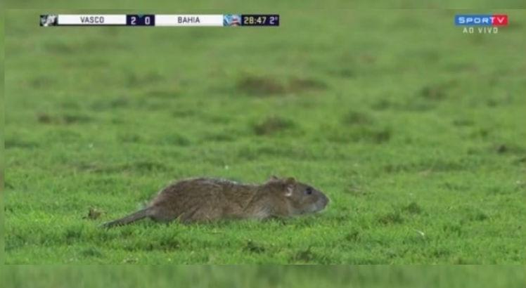 Rato não tomou conhecimento da partida e "invadiu" o gramado. Foto: Reprodução/SporTV