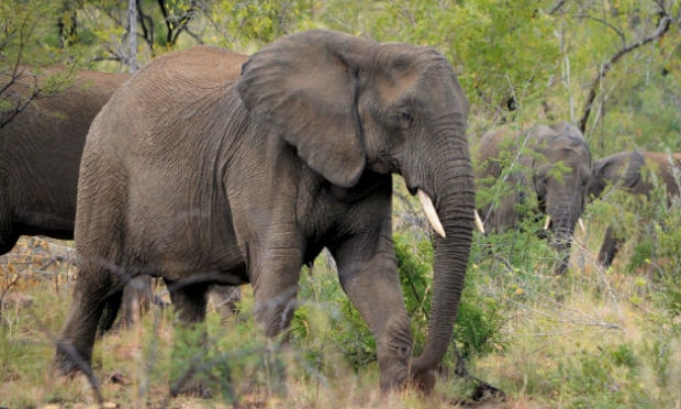 Genoma dos elefantes africanos contém o maior número de genes relativos aos receptores olfativos / Foto: FreeImages