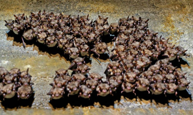 Controladores naturais de pragas, os morcegos estão em declínio em toda a Europa. / Foto: FreeImages