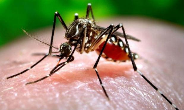 Vacina do Butantan usa diferentes tipos do vírus da dengue alterados geneticamente / Foto: Reprodução
