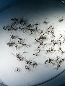 O mosquito Aedes aegypti costuma picar nas primeiras horas da manhã e nas últimas da tarde